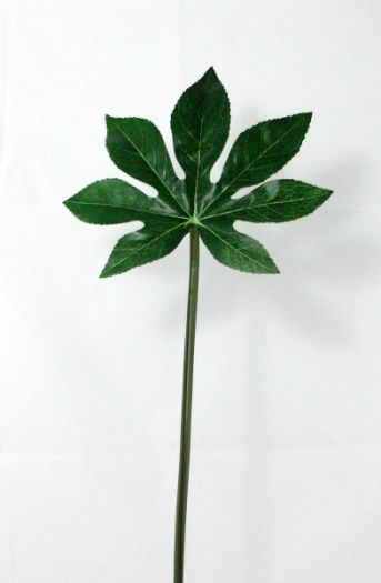 Aralia Leaf