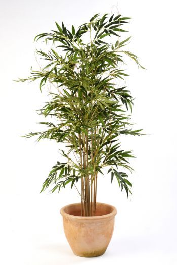 Natural Bamboo IFR