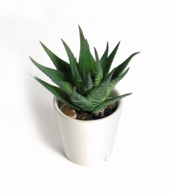 Mini Aloe in white Pot