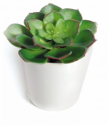 Mini Aeonium in white Pot