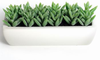 Succulent in White Rectangle
