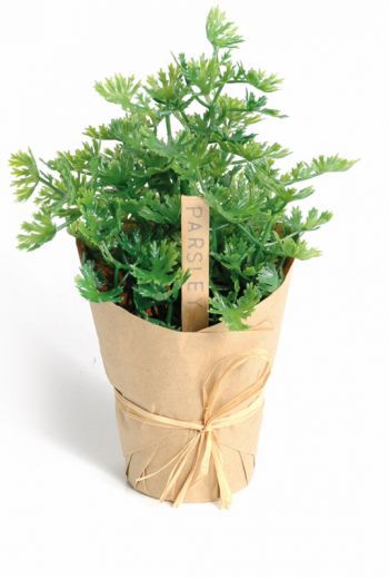Parsley Pot wrapped in paper
