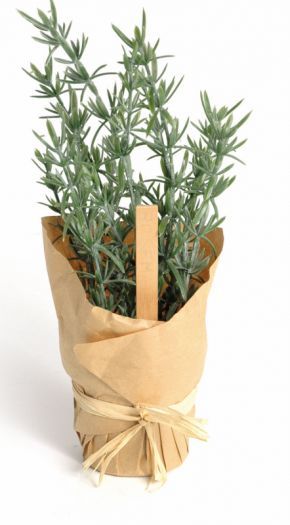 Rosemary Pot wrapped in paper