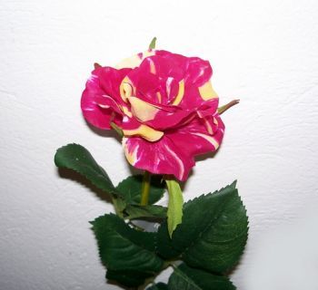 Rose Single Stem