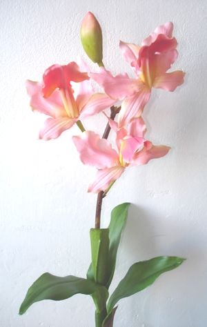 Cattaleya Orchid
