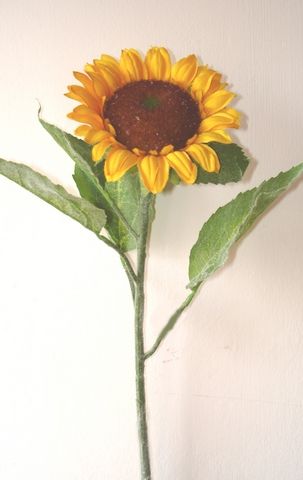 Sunflower Susan