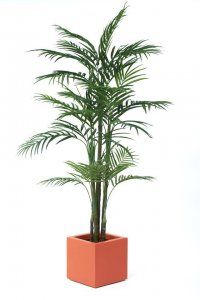 Note - Terracotta planter colour no longer available