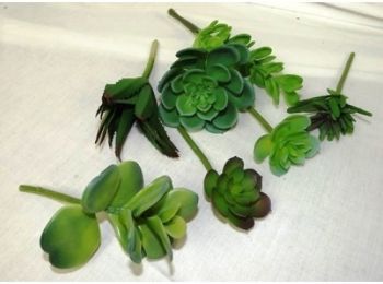 Succulents Assorted Mix