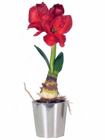 Amaryllis Red Bulb with Silver Pot