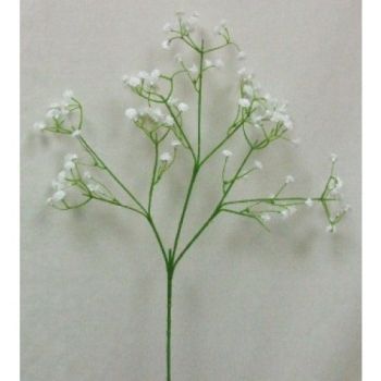 Gypsophila Flowers Stem