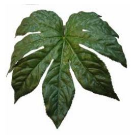 Fatsia Japonica Leaf
