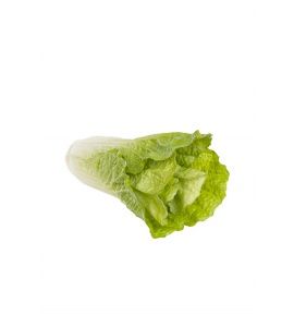 Chinese Cabbage Natural Touch