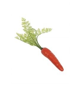 Carrot Medium with shoots