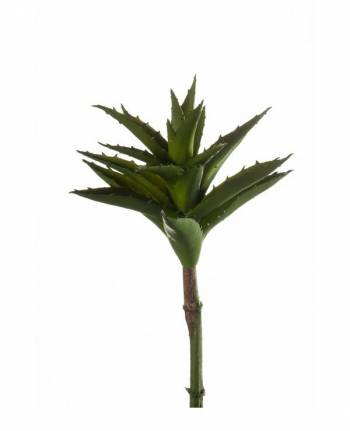 Succulent Aloe Plant