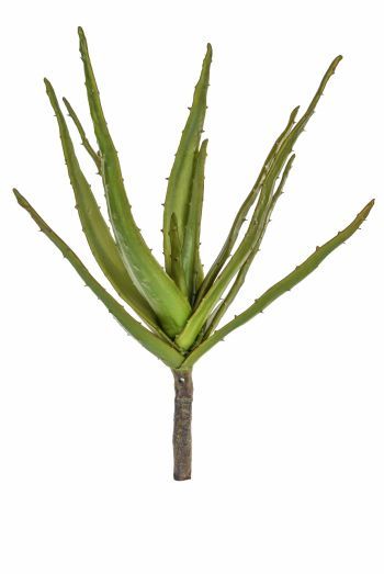 Aloe Succulent 