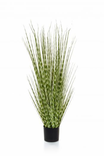 Zebra Grass Plant