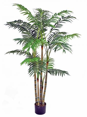 Areca Palm Trees