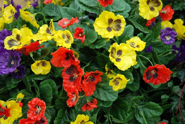 Close up of red, yellow and blue pansies