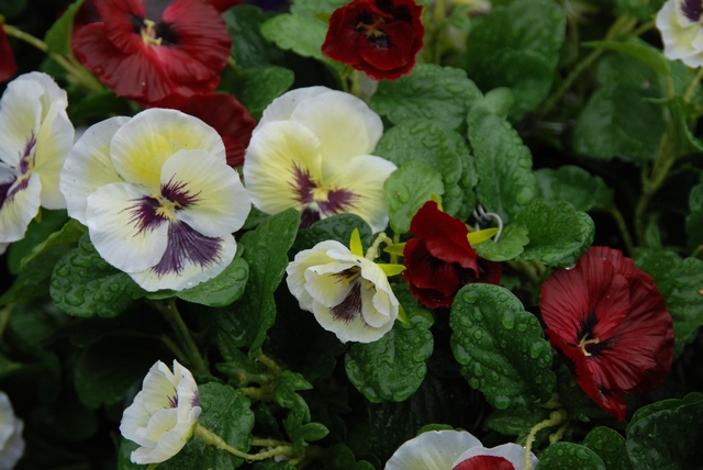 Close up of Burgundy and White Pansies