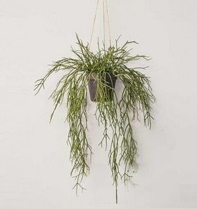 Hanging Grass Trail in Rusted Pot