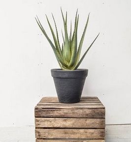 Aloe Plant Single Stem