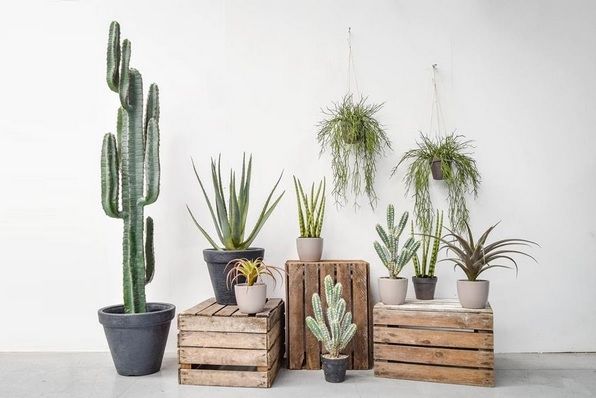 Part of our artificial Cacti, Cactus and Air Plant range