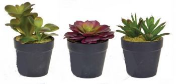 Succulent Display in Clay Pot