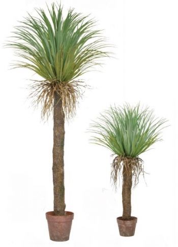 Cycas Palm