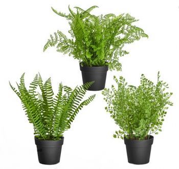 Potted Ferns 3 Pack Mixed