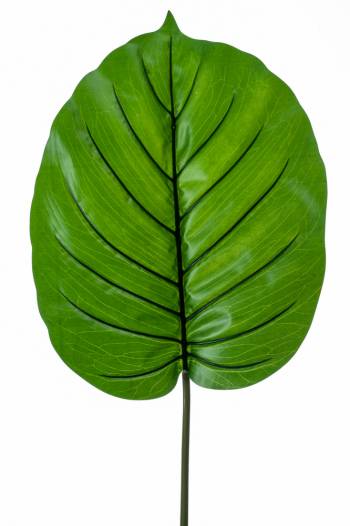 Alocasia Leaf