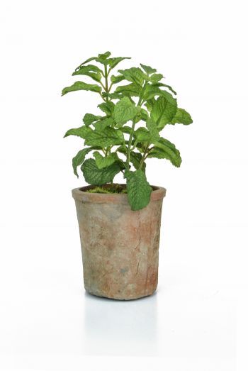 Potted Herb - Mint