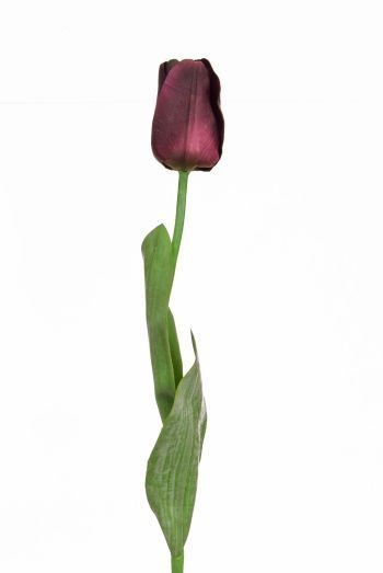 Tulip Elisa Single Stem
