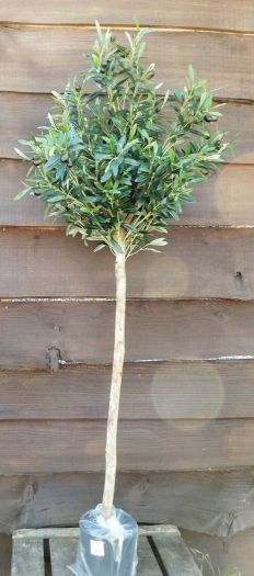 Olive Topped Tree