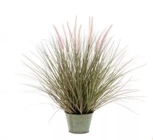 Pennisetum Grass In Zinc Pot