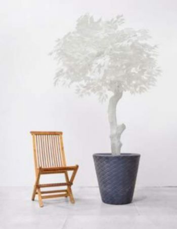 Luxury Bespoke Ficus Tree Deluxe on Coffee Stem in Pot