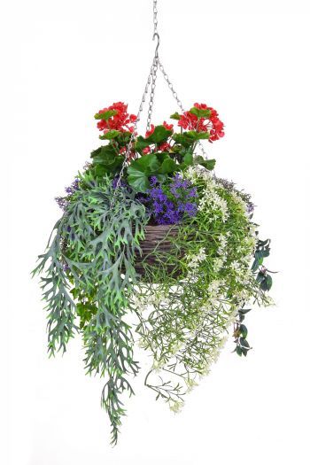 Geranium Winter Hanging Basket