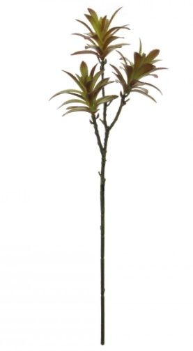 3 Head Madagascar Palm Succulent 