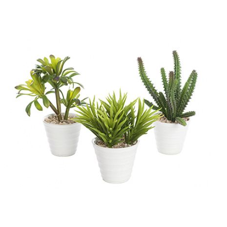 Showing all 3 Artificial Succulents in pots as sold