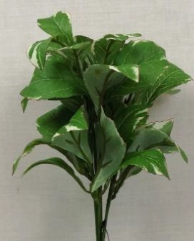 Laurus Leaf Bush