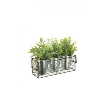 Mixed Succulent Plant Pots x3 Pack