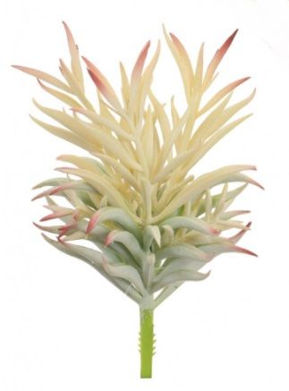 Shoal Succulent