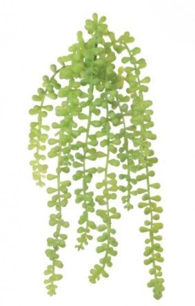 Trailing String Of Pearls