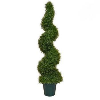 Topiary Rosemary Spiral Tree UV