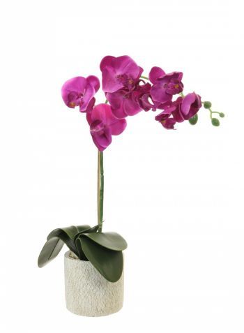 Magenta Orchid Arrangement