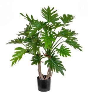 Philodendron Tree FR