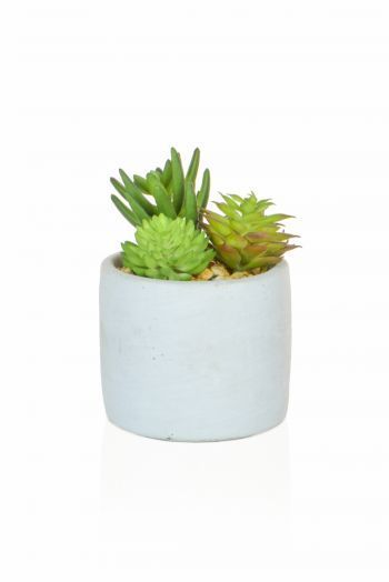 Succulent Mixed in round Pot