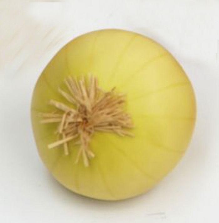 Artificial Peeled Onion
