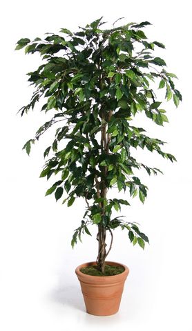 Artificial Silk Fat Ficus Tree UV