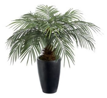 Fan Palm Tree
