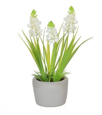 Hyacinth In Cement Pot